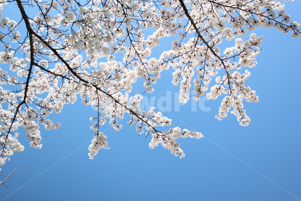 봄,하늘,벚꽃,나무,꽃,만개,맑음,구름,솜사탕,봄,계절,spring,season,식물,자연,plants,nature,꽃,flower,plant,blossom