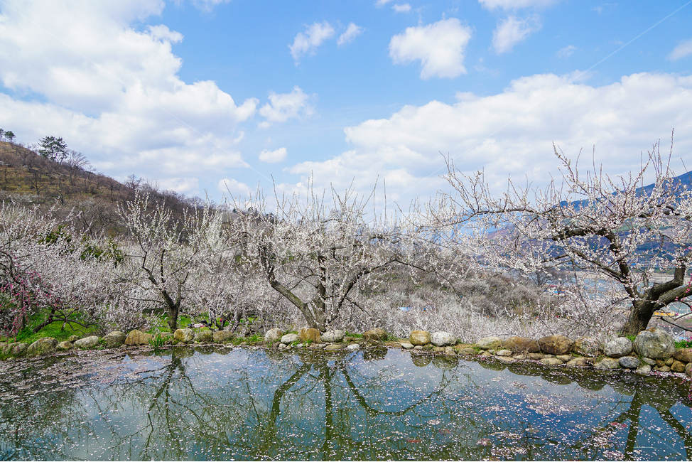 봄,풍경,매화,꽃,연못,하늘,구름,나무,파란하늘,꽃잎,산,spring,Landscape,cherryblossom,flower,pond,sky,cloud,tree,bluesky,flowerleaf,mountain,white,blue,colorful,봄,계절,spring,season,자연,풍경,nature,landscape,한국자연풍경,한국자연경관,korea nature landscape,outdoors,옥외,land,땅,plant,식물,grass,잔디,water,물