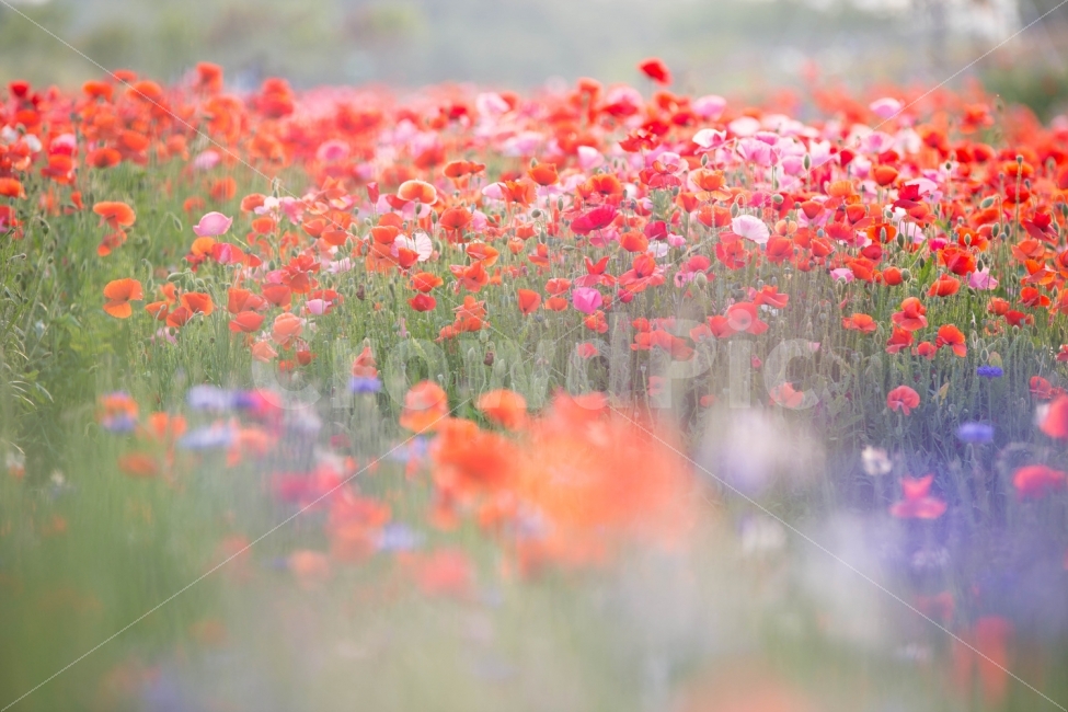 식물,꽃,자연,풍경,양귀비,식물,자연,plants,nature,꽃,flower