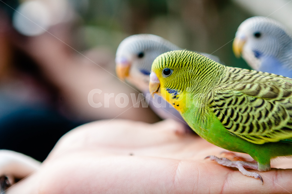앵무새,동물원,새,생명,동물,날개,동물,animal,조류,새,birds