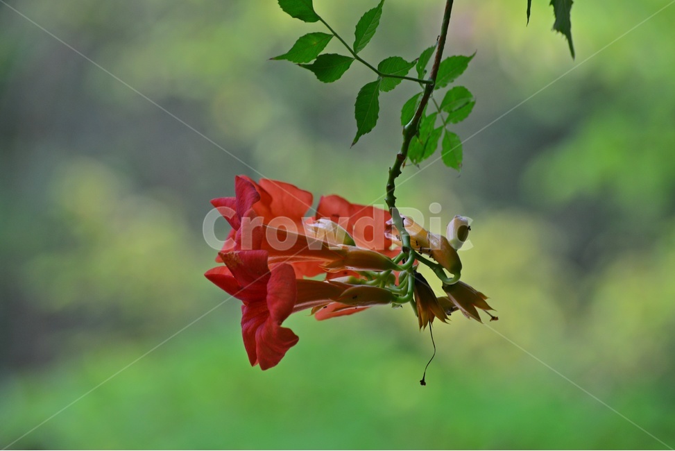 plant,식물,blossom,flower,꽃,능소화,능소화꽃