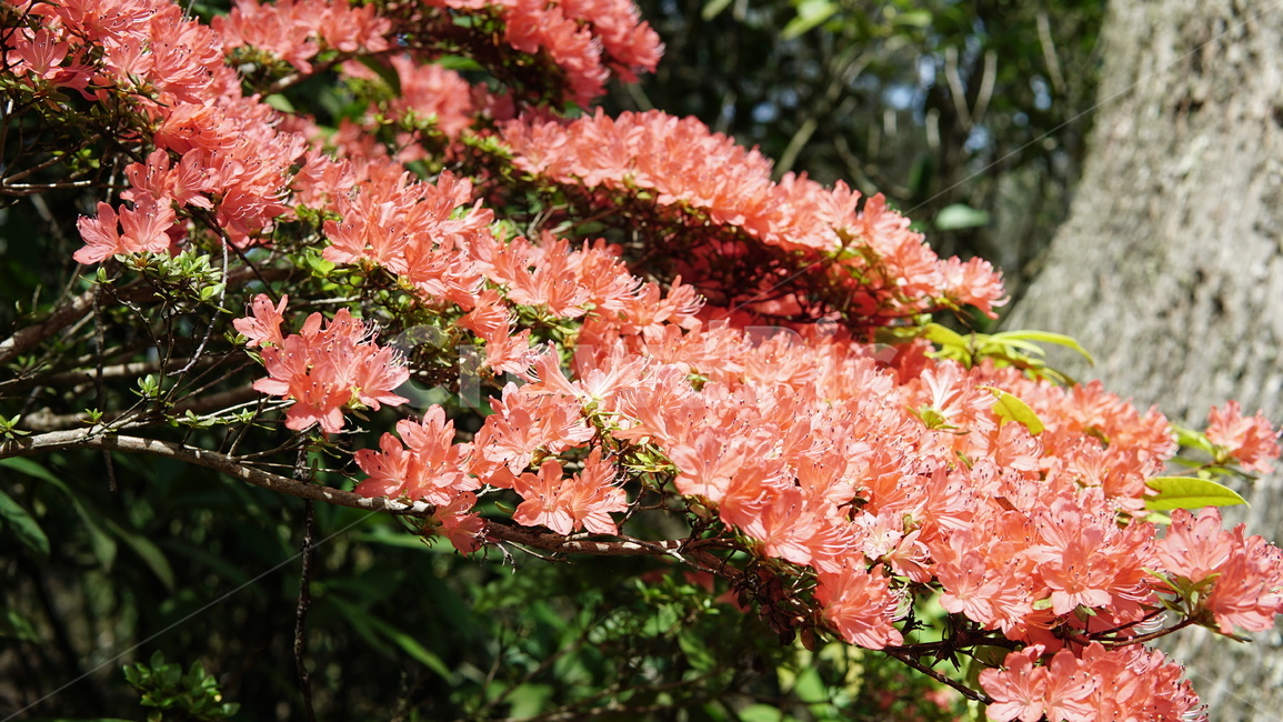 leaf,잎,plant,식물,꽃,식물,자연,plants,nature
