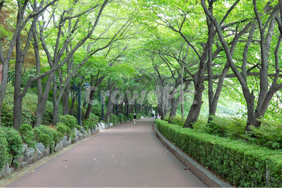 석촌호수,잠실,서울,숲,숲길,호숫가,공원,야외,녹음,초록색,여름,풍경,경치,조깅,산책,운동,산책로,석촌호수공원,호수공원,명소,송파나루공원,관광지,도심공원,시원한,녹색,청량한
