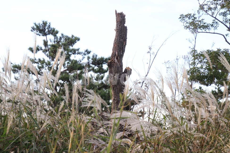 풍경,억새,배경,고사목,가을,자연,풍경,nature,landscape,plant,식물