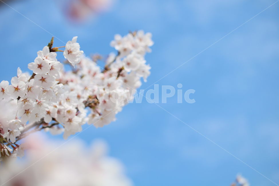 벚꽃,꽃,봄,계절,식물,자연,브라운,분홍색,하얀색,색깔,cherryblossom,pink,brown,white,flower,spring,season,color,plant,nature,봄,계절,spring,season,식물,자연,plants,nature,꽃,flower