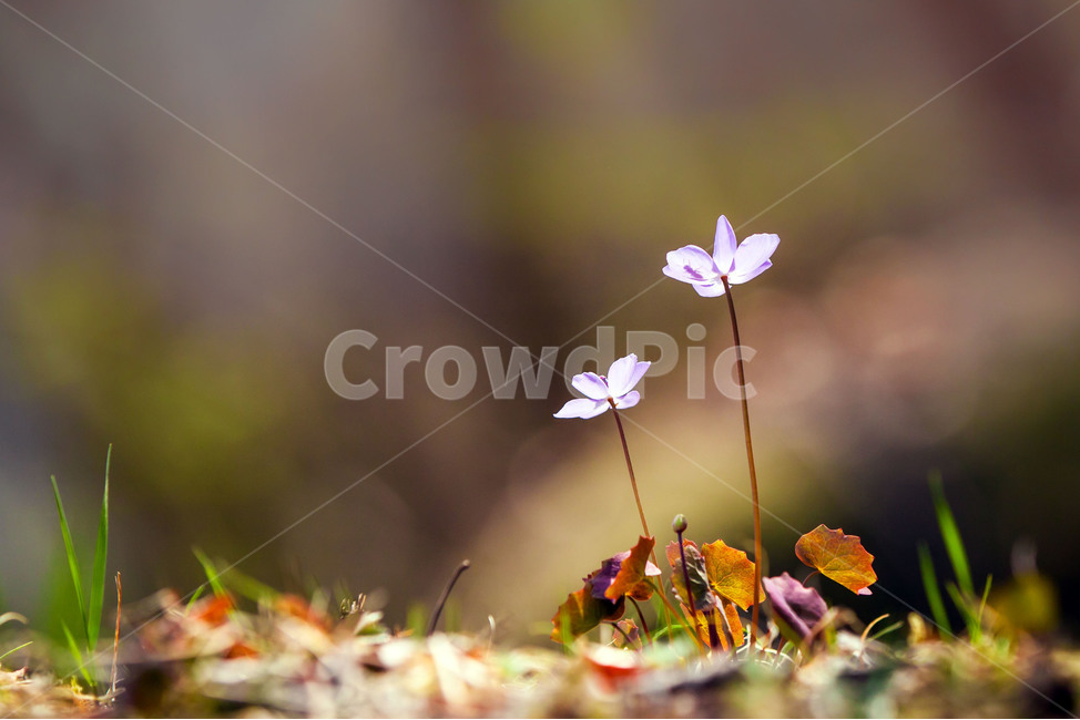 flower,꽃,plant,식물,깽깽이꽃,깽깽이풀,식물,자연,plants,nature,꽃,flower