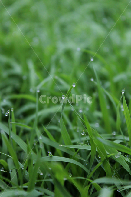 빗방울,wet,clean,closeup,drop,farm,field,fresh,grass,green,greenrice,grow,lawn,meadow,nature,nobody,outdoor,pattern,plant,rain,rice,spring,texture,water,waterdrop,초록색,물,녹색,그린,모,모내기,벼,싹,새싹,풀,잔디,풀밭,이슬,젖은,젖어있는,잔디밭,클로즈업,봄,비오는날,물방울,자연,블러,아웃포커스,포커스아웃,식물,농사,논농사,잎,잎사귀,나뭇잎,풀잎,식물,자연,plants,nature,비,비오는날,rain,rainy