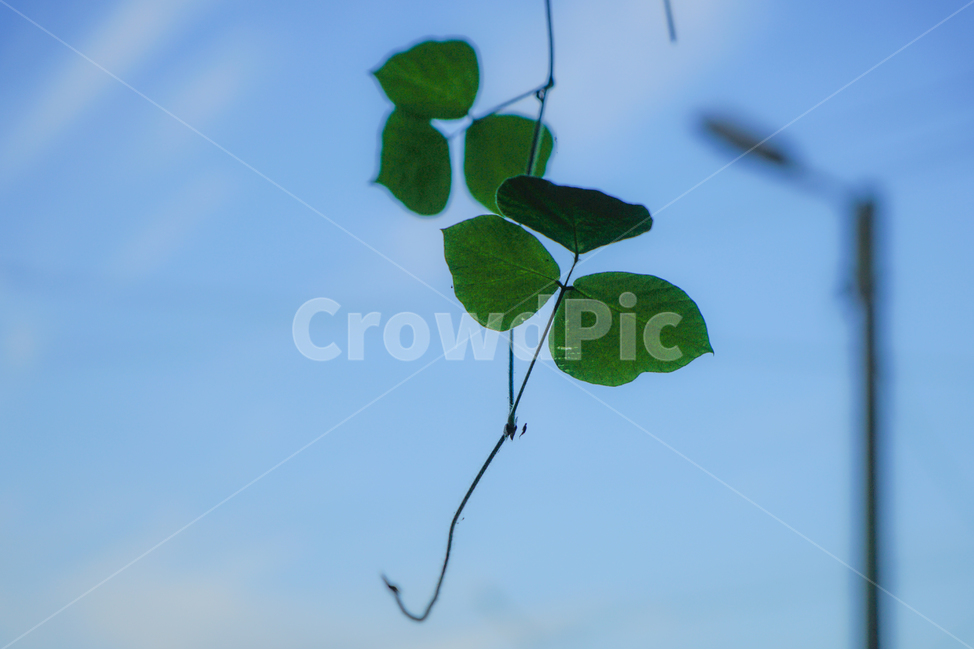 칡,넝쿨,야생,식물,자연,가로등,식물,자연,plants,nature