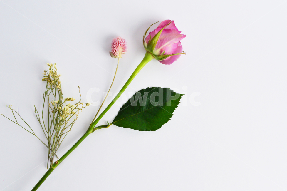 분홍,식물,장미,봄,아름다운,꽃,개화,여름,카네이션,빈티지,백그라운드,그린,로즈,핑크,art,beautiful,romantic,green,wedding,rose,flower,isolated,pink,spring,vintage,background,floral,white,petal,beauty,wallpaper,composition,frame,desk,decorative,decoration,bud,leaf,summer,pale,anniversary,bunch,plant,valentine,bouquet,nature,natural,blossom,day