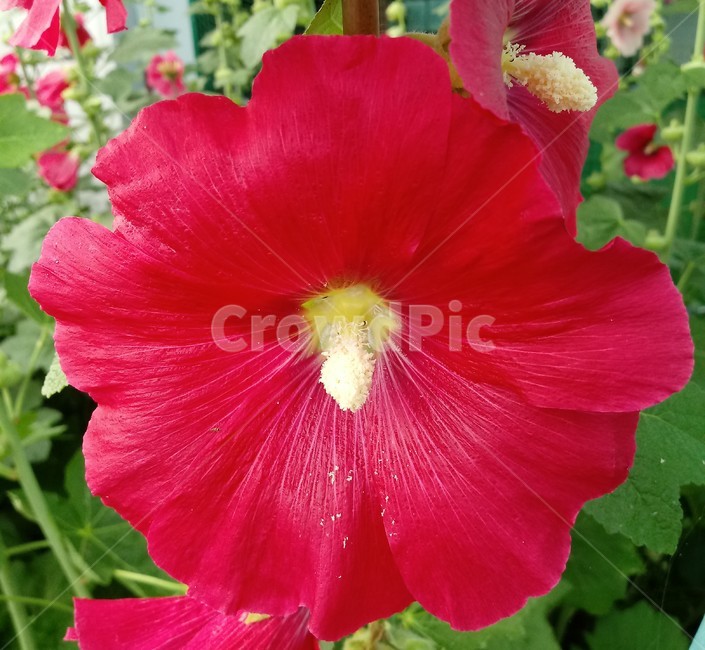 접시꽃,hollyhock,촉규화,덕두화,접중화,촉계화,단오금,황촉화,아욱과