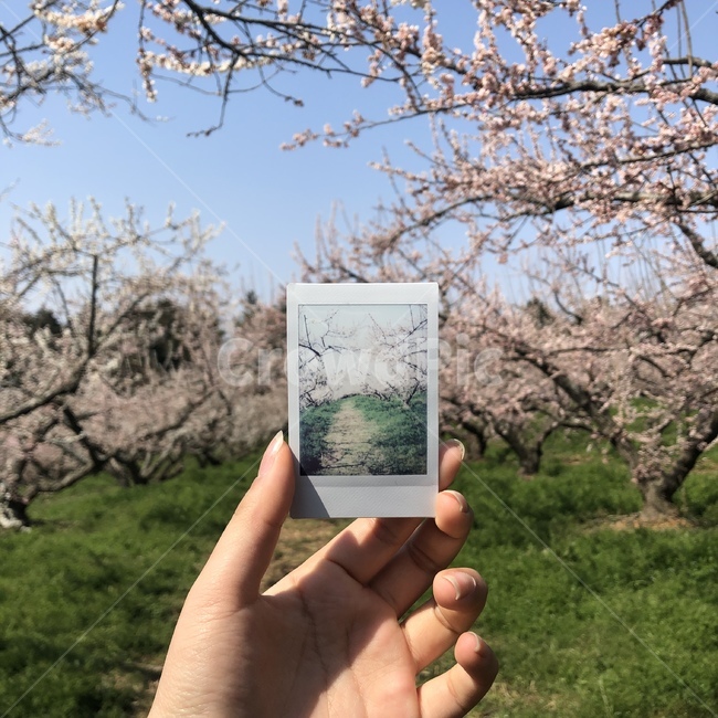 폴라로이드,사진,폴라로이드사진,매화,매화꽃,매화꽃축제,꽃,flower,봄,계절,spring,season,자연,풍경,nature,landscape,plant,식물