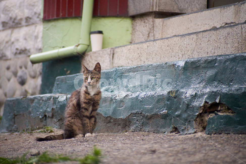고양이,길냥이,동네,코리안숏헤어,cat,animal