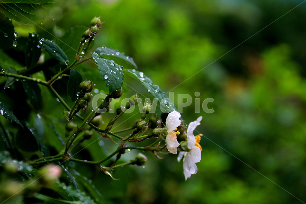 야생화,봄,꽃,식물,찔레꽃,봄,계절,spring,season,식물,자연,plants,nature,꽃,flower,plant,leaf,잎
