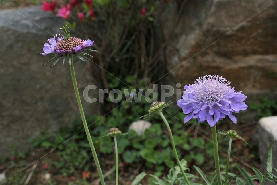 솔체꽃,솔체,산토끼꽃과,두해살이풀,야생화,식물,자연,식물,자연,plants,nature,꽃,flower
