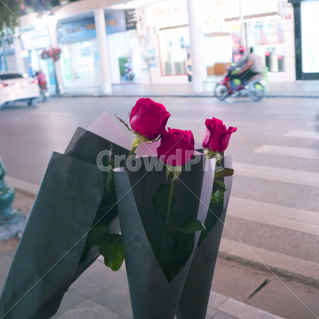 plant,식물,person,사람,human,blossom,꽃,flower,인간,장미,꽃다발,꽃송이