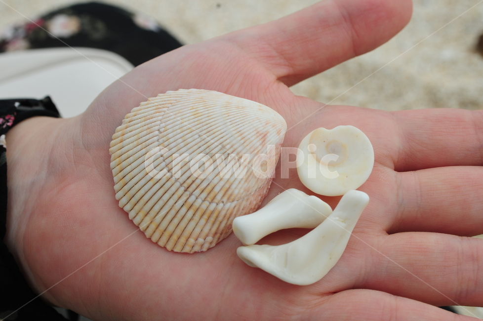 조개,바다,조개껍질,clam,shellfish