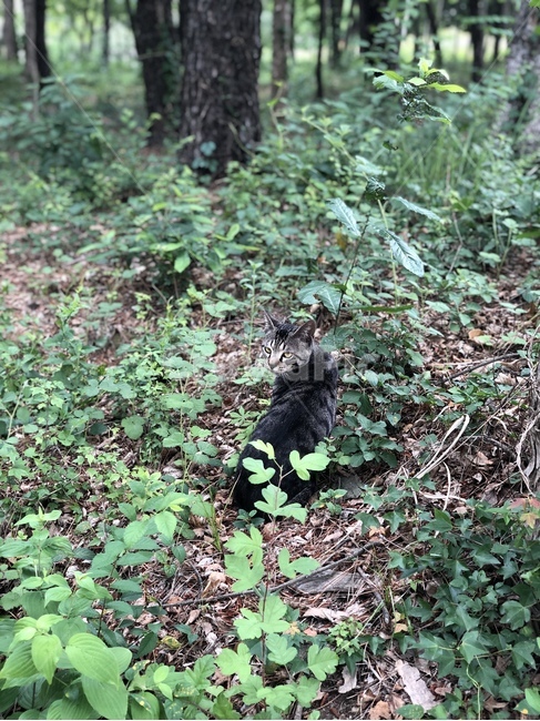 고양이,야생,동물,풀,숲,cat,forest