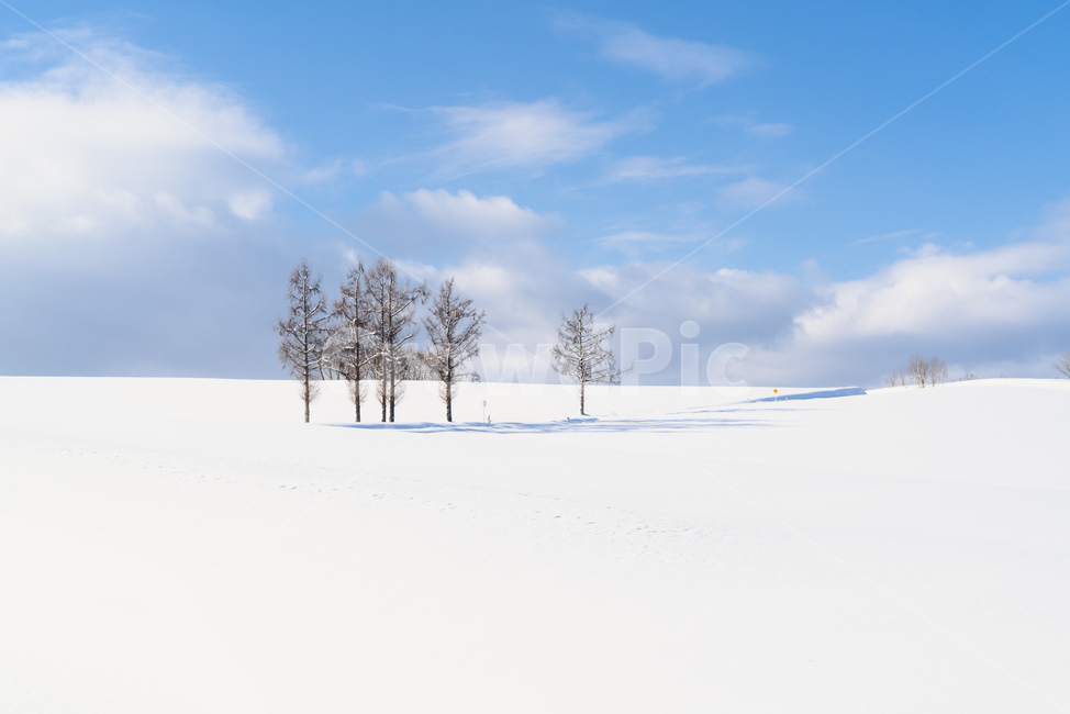 풍경,눈,하늘,구름,북해도,snow,landscape,일본,맑은,눈밭,겨울,청명,삿포로,비에이,biei,파랑,나무,홋카이도,그림자,겨울,계절,winter,season,자연,풍경,nature,landscape,해외,외국,세계,foreign,oversea,world,세계자연풍경,해외자연풍경,외국자연풍경,world nature landscape,outdoors,옥외,weather,날씨