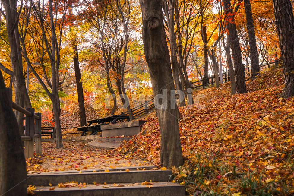 가을,산,숲속,단풍,낙엽,계절,감성,나무,식물,자연,가을,계절,fall,autumn,season,자연,풍경,nature,landscape,나무,trees,wood,tree,plant,tree trunk,나무 줄기,leaf,잎