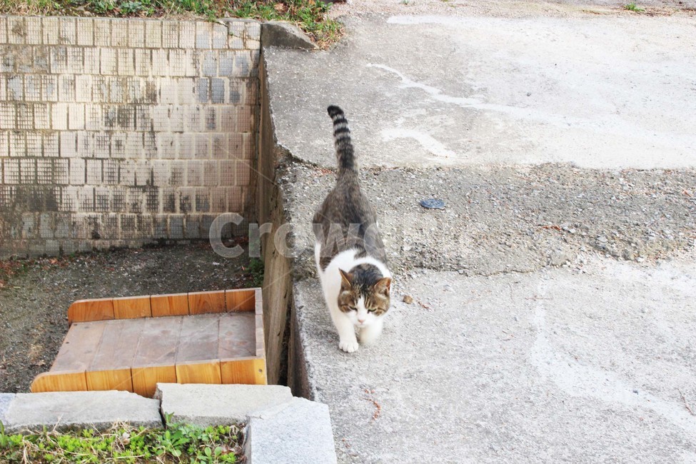 고양이,길고양이,야옹이,냐옹이,동물,줄무늬,점박이,공원,야외,만남,친구,동물,animal,포유류,mammal,고양이,cat,kitten,kitty