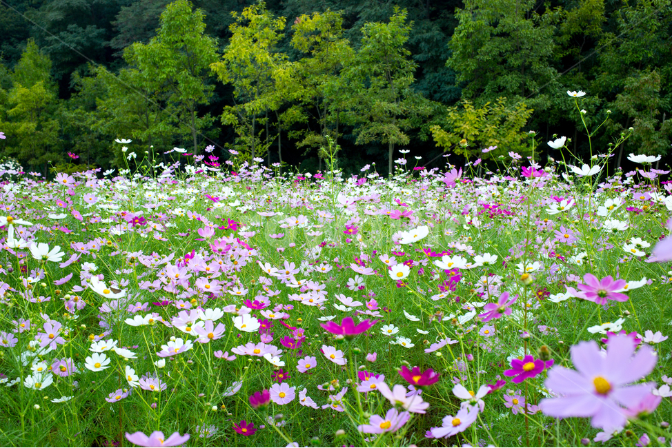 plant,식물,flower,꽃,blossom,코스모스,cosmos,가을,계절,fall,autumn,season,식물,자연,plants,nature,꽃,flower,outdoors,옥외,grassland,목초지,field,들