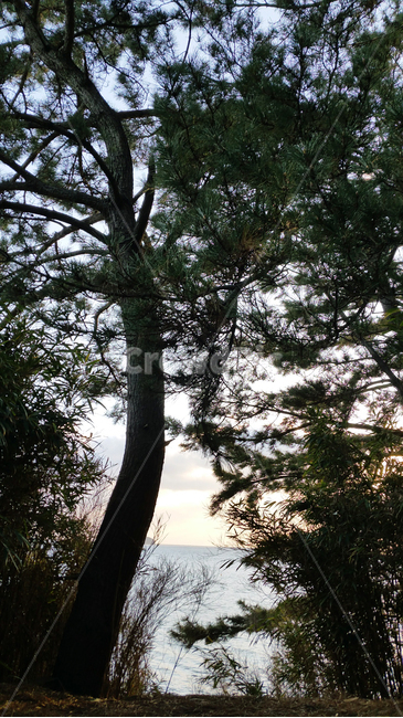 나무,자연,바다,감성,산책,환경,푸른,숲,둘레길,tree,nature,sea,sensitivity,walk,dullegil,environment,green,식물,자연,plants,nature,나무,trees,wood