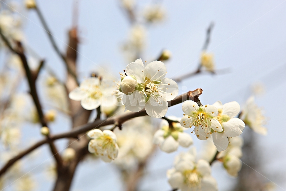 매화꽃,매화,꽃,꽃잎,봄꽃,봄,공원,식물,자연,식물,자연,plants,nature,꽃,flower