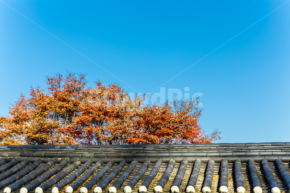 고택,전통가옥,선,기와,단풍,문양,문화유산,한국전통,한국문화,korean traditional,korean culture,건축물,건물외관,exterior,building,structure,architecture,construction