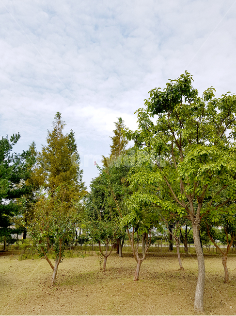 양산,양산수질공원,plant,식물,tree,나무,treetrunk,나무줄기,전나무,abies,아비,fir,자연,풍경,nature,landscape