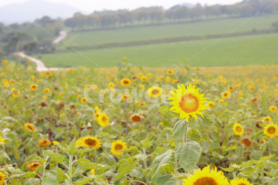 해바라기,꽃,여름,감성,색감,계절,추억,sun,flower,plant,color