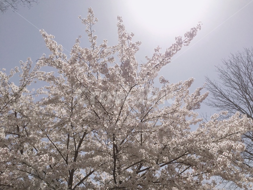 벚꽃,로맨틱,공원,하늘,봄,배경,봄,계절,spring,season,식물,자연,plants,nature,꽃,flower,plant,blossom