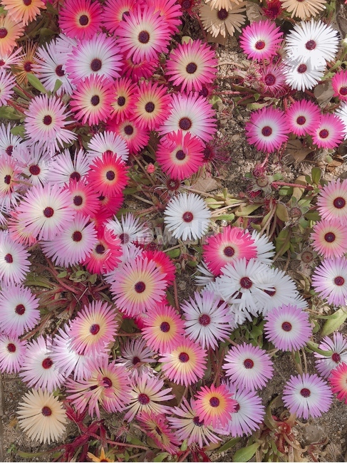 야생화,꽃,들꽃,들풀,봄꽃,plant,식물