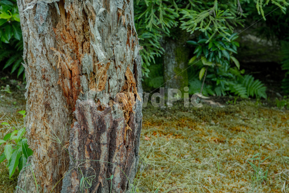 나무,tree,식물,나무줄기,자연,nature