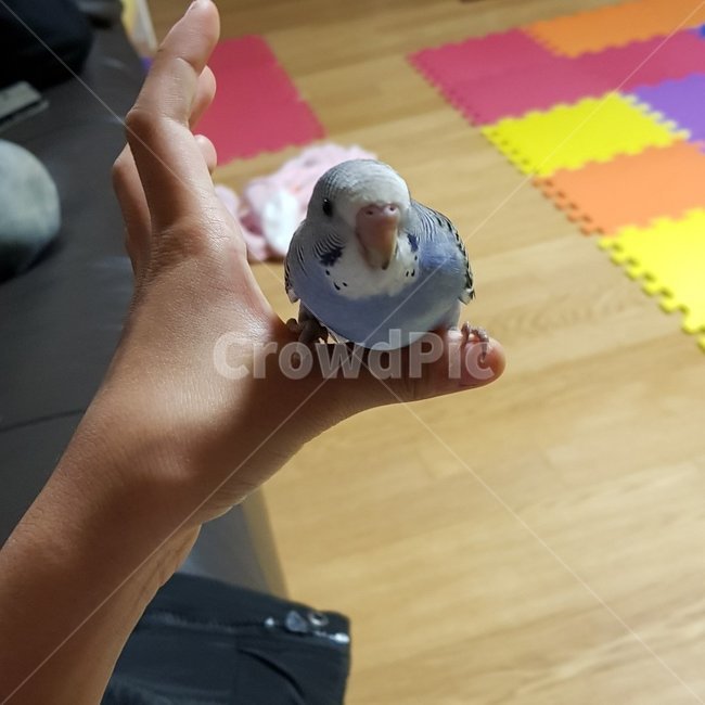 사랑앵무새,귀여움,사랑스러움,애완조,가족