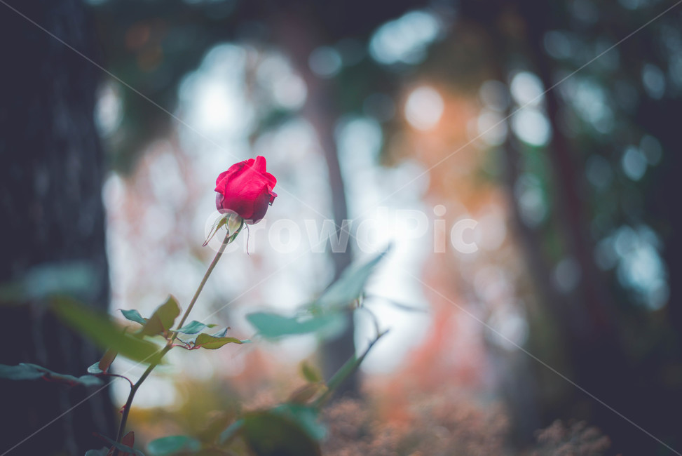 flower,blossom,꽃,rose,장미,plant,식물,식물,자연,plants,nature,꽃,flower