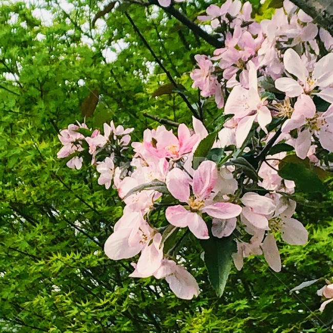 봄,꽃,푸르른,따스한,봄꽃