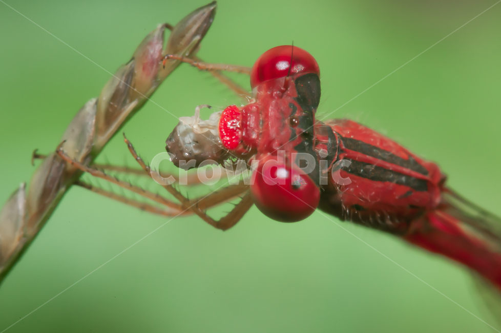 insect,곤충,animal,동물,무척추동물,invertebrate,잠자리,dragonfly,식사,곤충,벌레,insect,bug