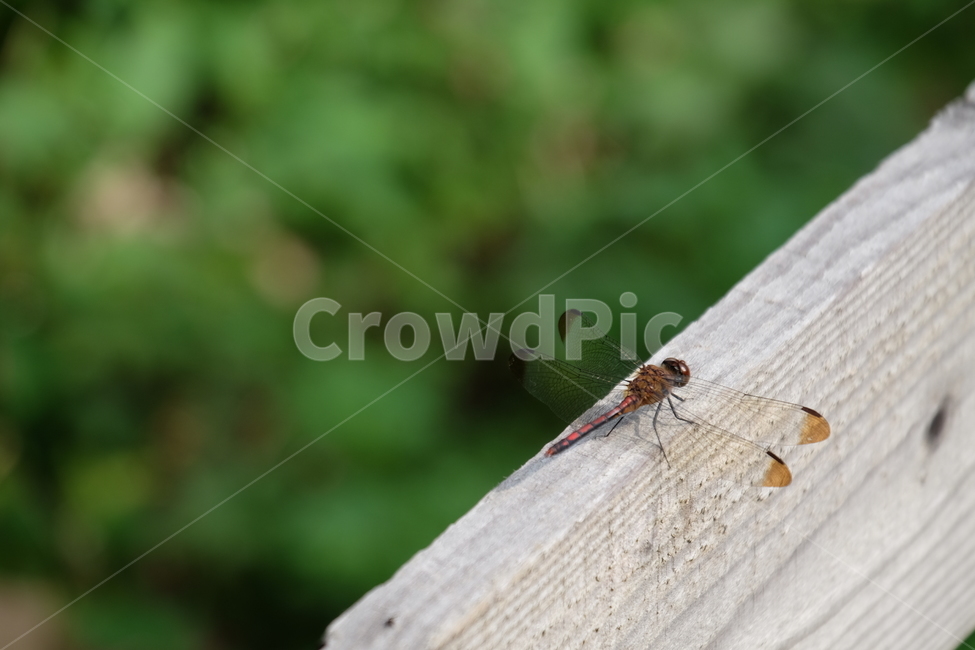 곤충,잠자리,녹색,초록,날개,insect,bug,dragonfly,fly,울타리,나무,자연,nature,green,동물,animal,곤충,벌레,insect,bug