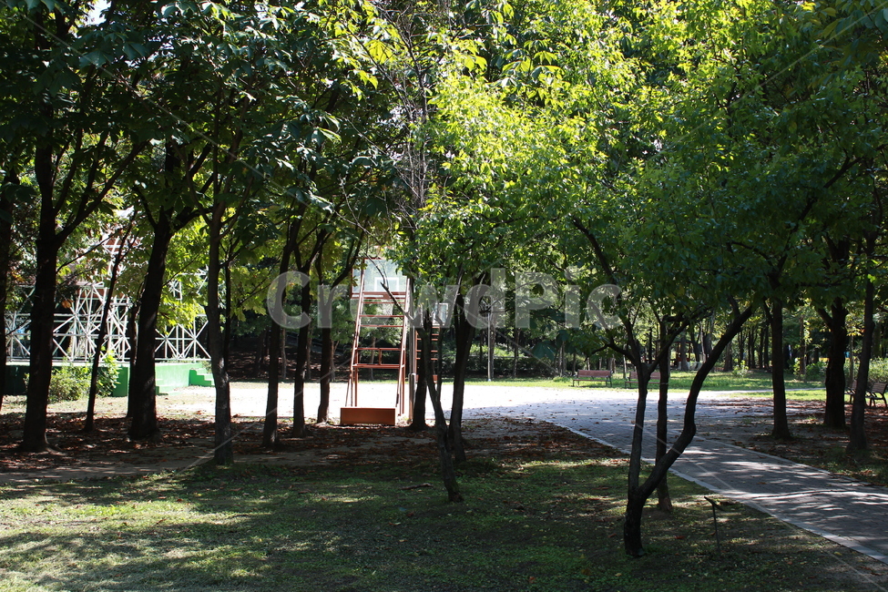 plant,식물,tree,나무,공원,산책,자연