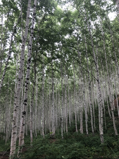 자작나무,나무,숲,자작나무숲,숲속