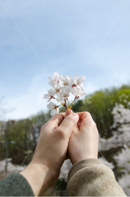 커플,봄,벚꽃,손,사랑,하늘,시즌,꽃잎,개화,분기,나무,배경,녹색,아름다움,아름다운,꽃,자연,여자,남자,계절,컨셉,산,봄,계절,spring,season,꽃,flower