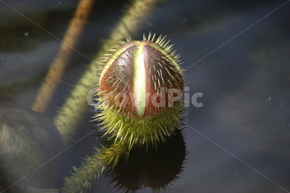 빅토리아연꽃,수련,큰가시연꽃,victoriawaterlily,plant,식물,자연,plants,nature,꽃,flower