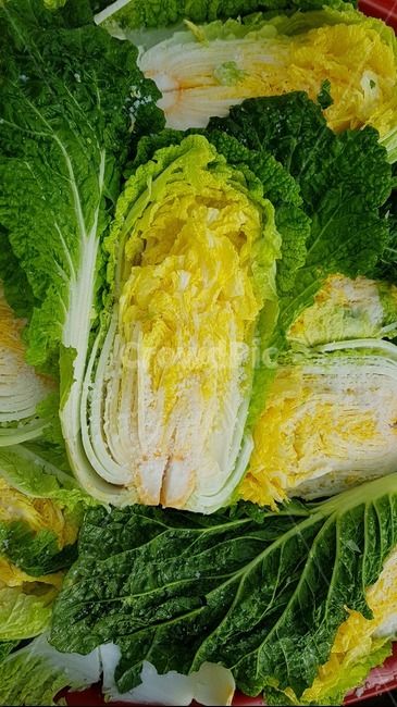 김장,김치,배추,배추절임,야채,김치재료,김장재료,겨울,계절,winter,season,채소,야채,vegetables