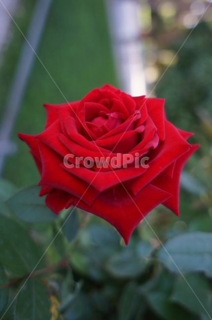 장미,꽃,빨간색,레드,붉은색,열정,자연,식물,자연,plants,nature,꽃,flower