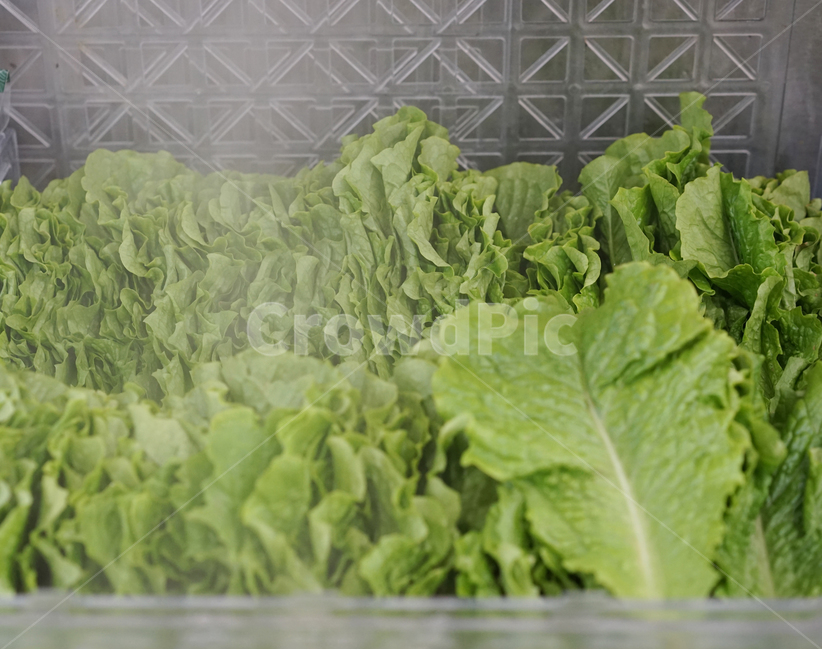 vegetables,야채,채소,신선한,유기농,식품,건강,상추,자연,채식,채식주의자,녹색,마트,시장,음식,식재료,요리,food,cook,meal,dishes,food reserves,채소,야채,vegetables