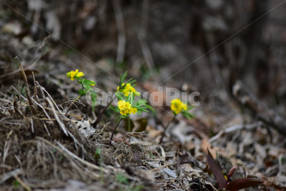 한계령풀,야생화,봄,꽃,풀꽃,자연,식물,식생,plants,nature,spring,season,flower