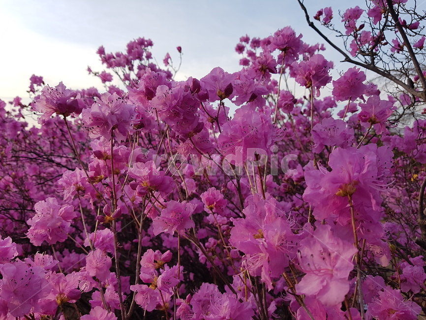 자연,봄,진달래,꽃,배경,핑크,하늘,식물,자연,plants,nature,꽃,flower,나무,trees,wood