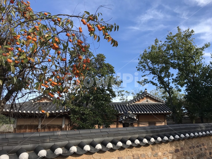 지붕,기와집,나무,감나무,시골,민속촌,roof,초가집,감,담장,마을,국내