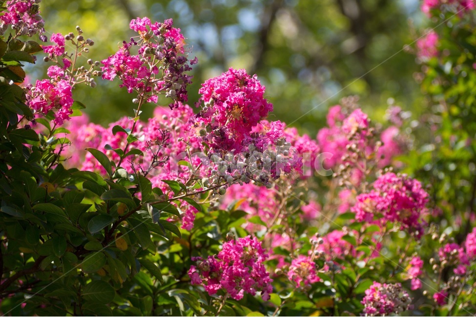 배롱나무,여름,분홍,꽃,야외,식물,자연,plants,nature,꽃,flower