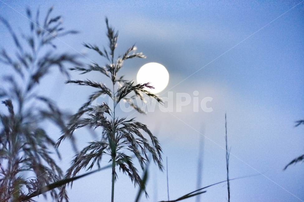 달,억새,갈대,야경,달빛,야경,밤,풍경,nightscape,night,landscape,식물,자연,plants,nature,감성,sensible,feeling,outdoors,옥외